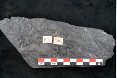 Foto (Detailansicht) von Noeggerathia palmaeformis Goeppert (NHMW-GEO-2024-0188-10737)